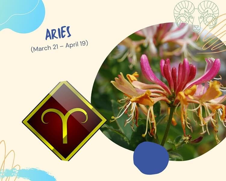 Zodiac Flowers Part 1